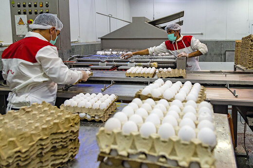عاملان گرانی تخم مرغ در بازار مشخص شدند