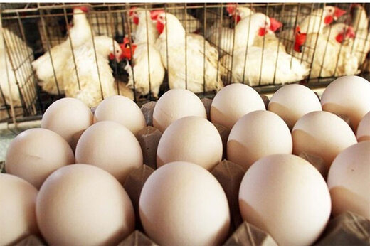 توصیه دلسوزانه یک روزنامه اصولگرا به دولت رییسی: بازار مرغ را دریابید!