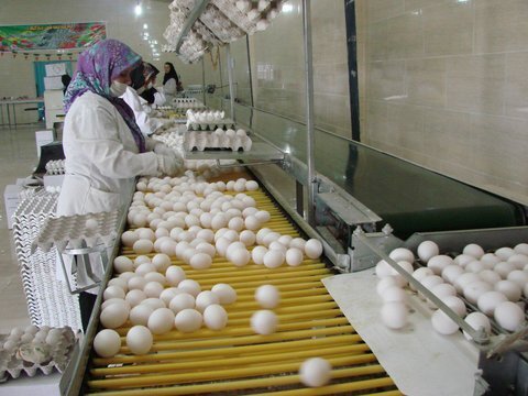 قیمت تخم‌مرغ همچنان در حال کاهش/ یک شانه تخم مرغ چند؟