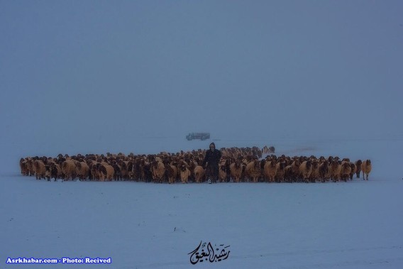 تصاویر جالب از بارش برف در عربستان