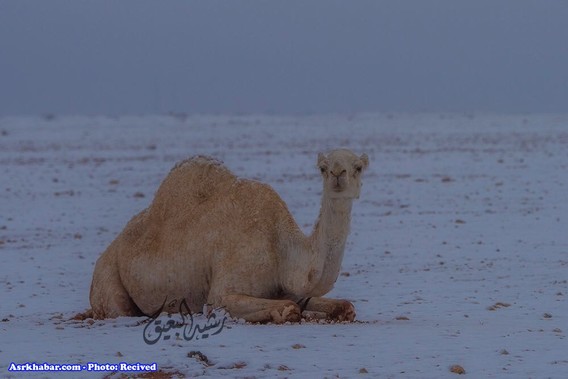 تصاویر جالب از بارش برف در عربستان