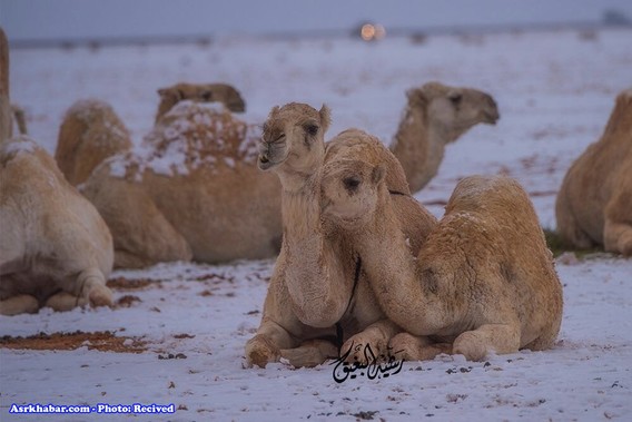 تصاویر جالب از بارش برف در عربستان