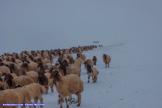 تصاویر جالب از بارش برف در عربستان