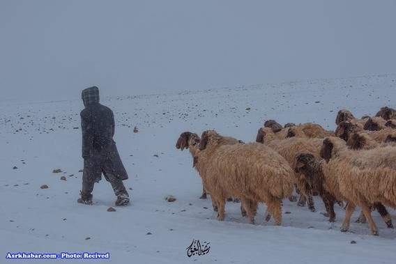 تصاویر جالب از بارش برف در عربستان