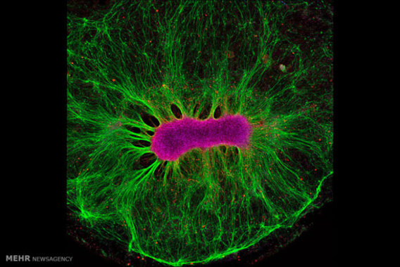 نمایی نزدیک از سلول های موجودات زنده(+عکس)