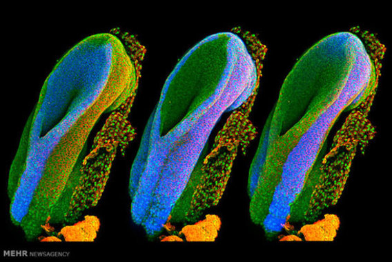 نمایی نزدیک از سلول های موجودات زنده(+عکس)
