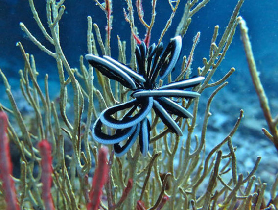 زنبق دریایی یا ستاره پردار (+عکس)