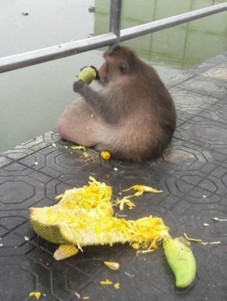 خطر مرگ برای میمون چاق (+عکس)