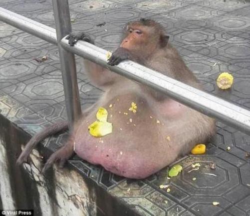 خطر مرگ برای میمون چاق (+عکس)