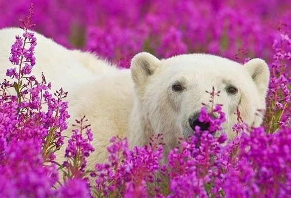 سرمستی خرس‌های قطبی در بهار(+عکس)