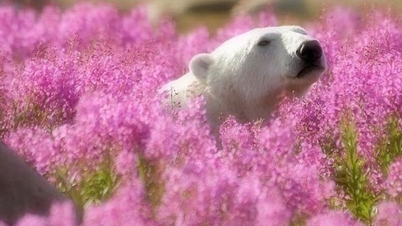 سرمستی خرس‌های قطبی در بهار(+عکس)