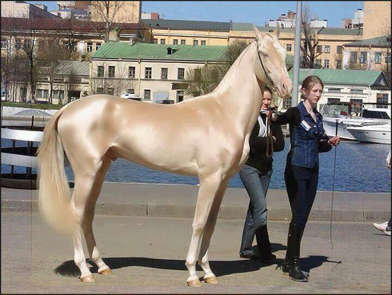 زیباترین اسب جهان (+عکس)