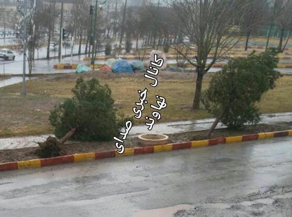 شکسته شدن و سقوط درختان در نهاوند بعلت وزش باد شدید(+عکس)