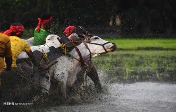 مسابقه گاوسواری در هند (عکس)