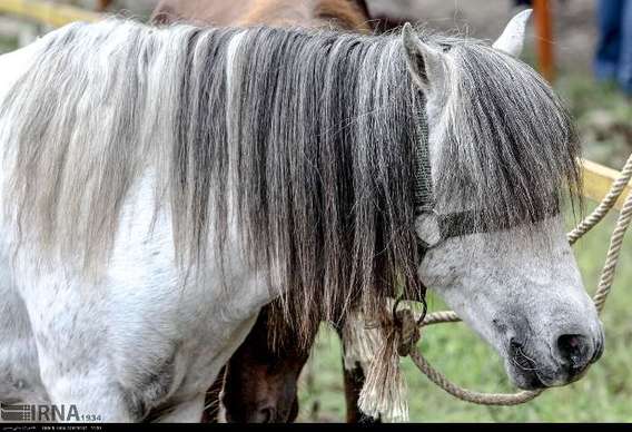 اسب «کاسپین»، قیمتی ترین اسب دنیا (+عکس)