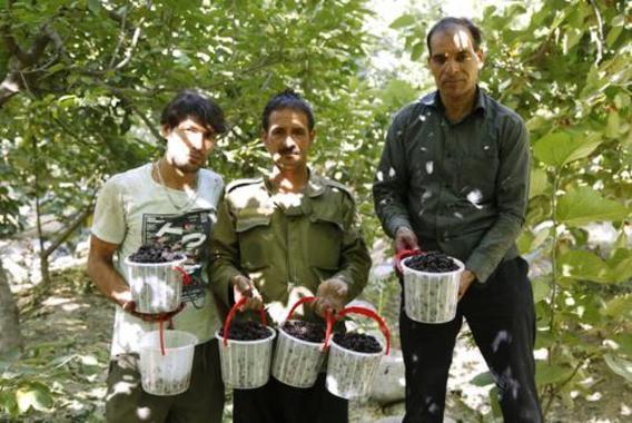 گردشگری تابستانه کن با طعم شاه توت (+عکس)