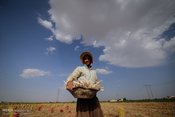 برداشت سیر از مزارع همدان (+عکس)