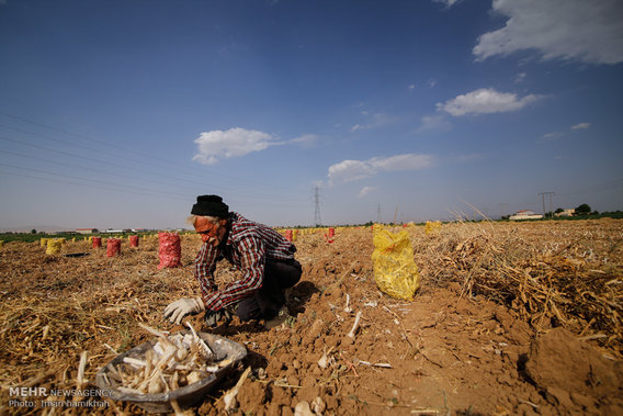 برداشت سیر از مزارع همدان (+عکس)