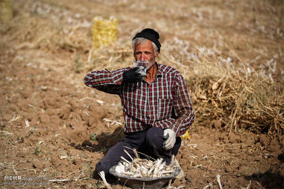 برداشت سیر از مزارع همدان (+عکس)