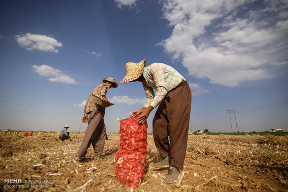 برداشت سیر از مزارع همدان (+عکس)