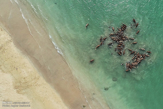 شستشوی شترها در جزیره قشم (+عکس)
