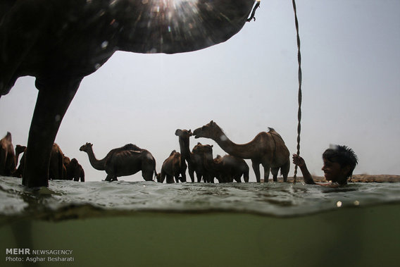 شستشوی شترها در جزیره قشم (+عکس)