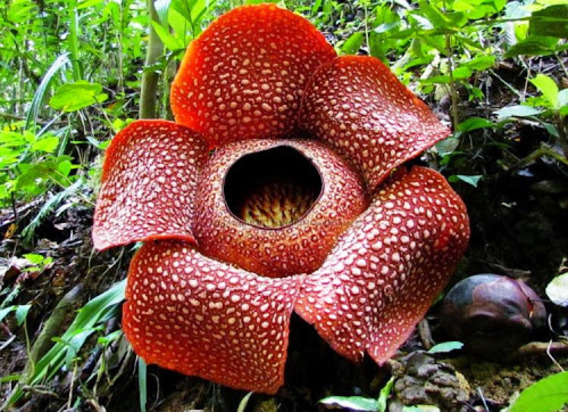 بزرگترین گل در جهان (+عکس)