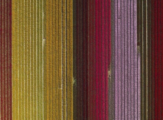 مزارع زیبای گل در هلند (+عکس)