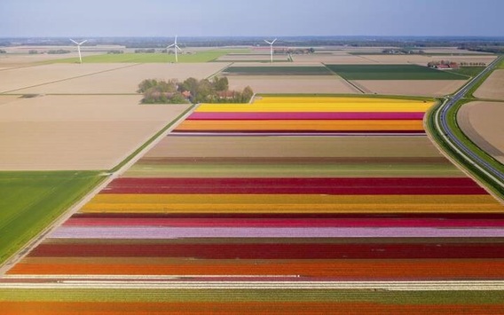 مزارع زیبای گل در هلند (+عکس)