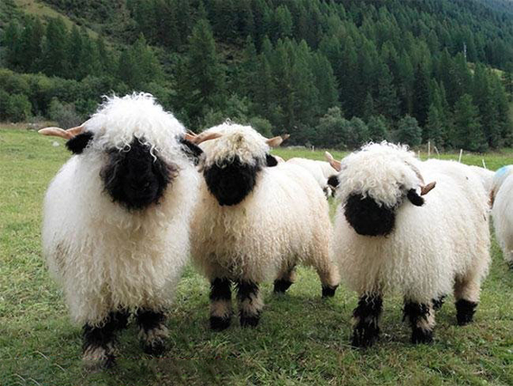بامزه ترین گوسفندان دنیا در سوئیس! (+عکس)