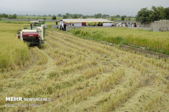 نخستین برداشت مکانیزه برنج کشور در آمل (+عکس)