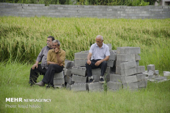 نخستین برداشت مکانیزه برنج کشور در آمل (+عکس)