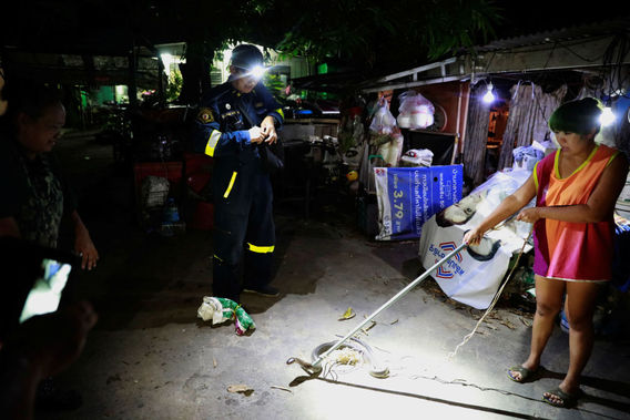 مارهای زهرآلود در تایلند (+عکس)