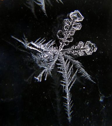 دانه های برف زیر میکروسکوپ (+عکس)