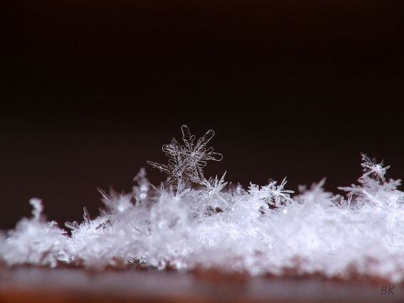 دانه های برف زیر میکروسکوپ (+عکس)