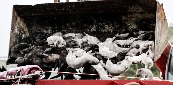 کشتار میلیون‌ها راسو در دانمارک برای مقابله با کرونا +عکس