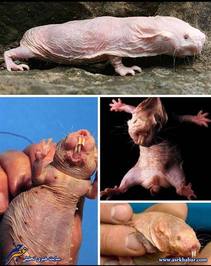 تصاویر زشت ترین حیوانات جهان