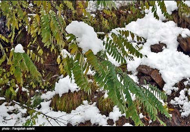 تصاویر: برف مازندران را گرفت