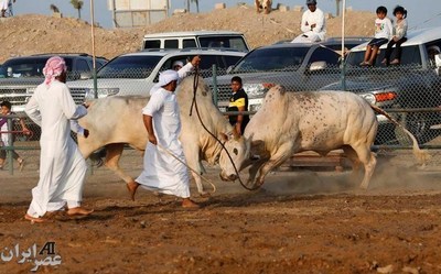 جنگ گاوها در حومه شهر فجیره امارات (عکس)