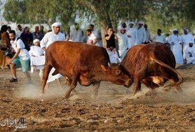 جنگ گاوها در حومه شهر فجیره امارات (عکس)