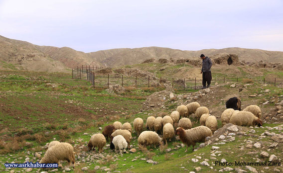 ردپای گوسفندان در شهر تاریخی سیمره