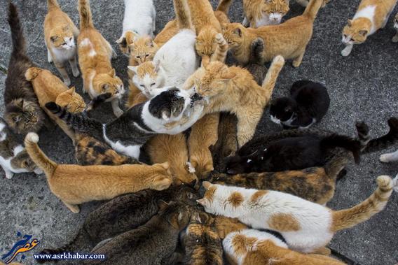 تصاویر باورنکردنی از جزیره گربه ها