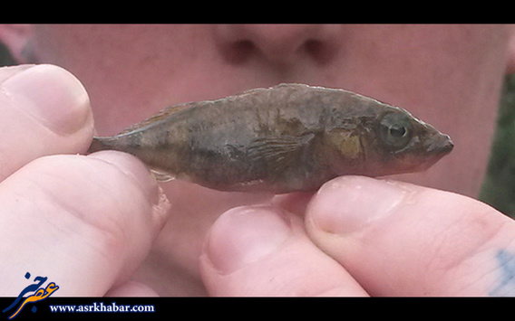 تصاویر: عجیب ترین ماهی های جهان
