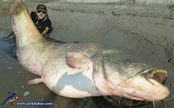 تصاویر: عجیب ترین ماهی های جهان