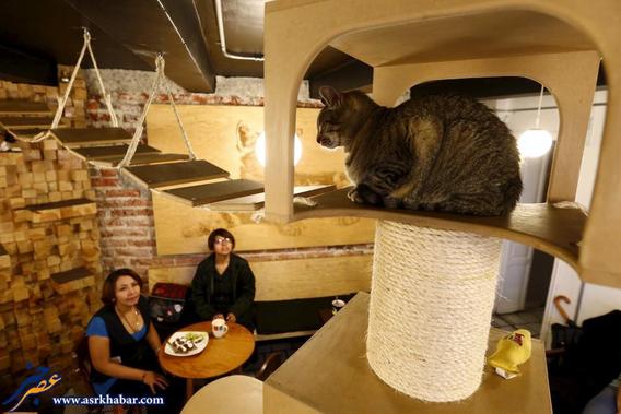 رستورانی برای عاشقان گربه (عکس)