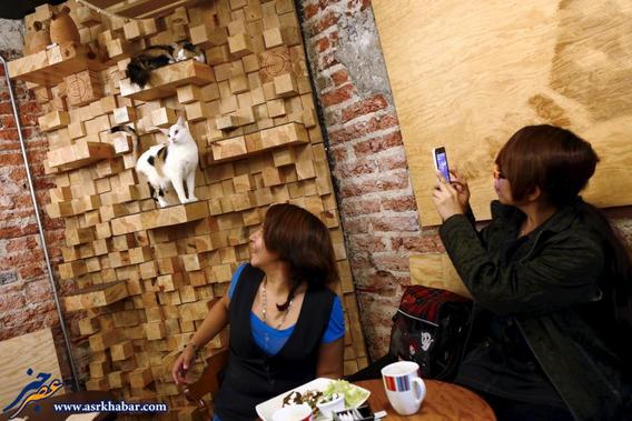 رستورانی برای عاشقان گربه (عکس)