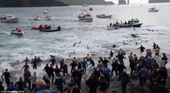 تصاوير هولناك از قتل عام 250 نهنگ
