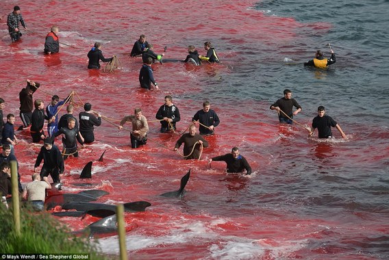 تصاوير هولناك از قتل عام 250 نهنگ