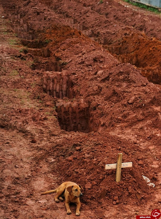 خوابیدن لئو سگ وفادار بر سر خاک صاحبش در ریو دوژانیرو 2011
