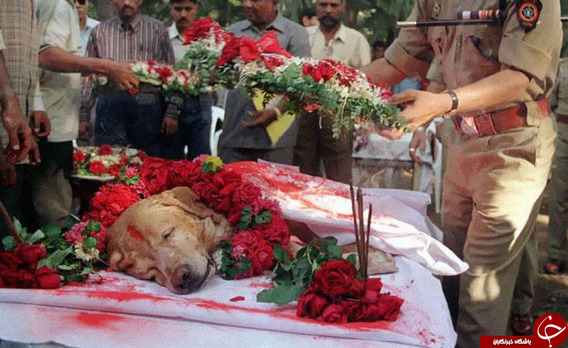 خاکسپاری سگی که جان هزاران نفر را در انفجارهای مهیب مارس سال 2000 در هند نجات داد.
